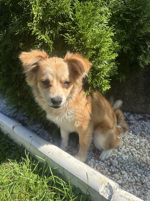 Donez catelusa de Pomeranian Spitz