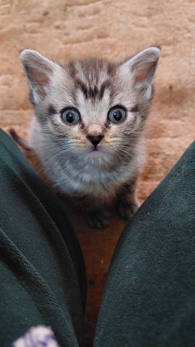 Британская короткошерстная г. Шымкент.