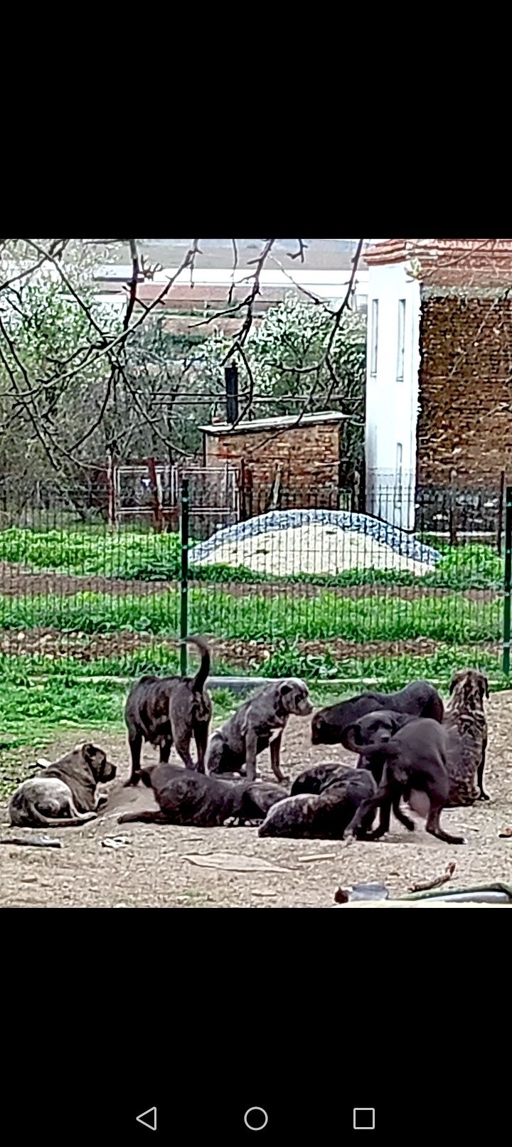 Малко мъжко тигрово Кане корсп