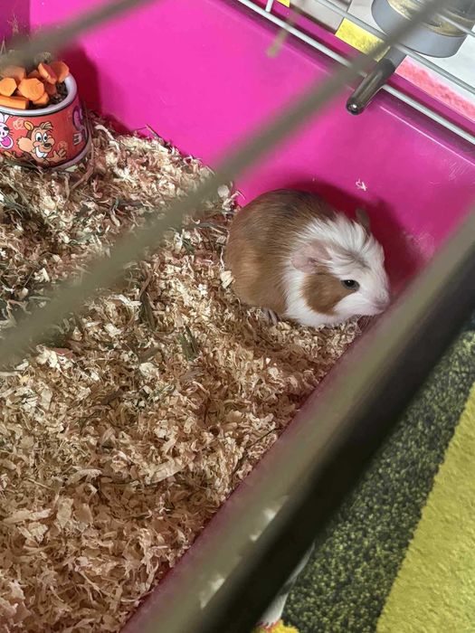 Vând porcușor de guineea