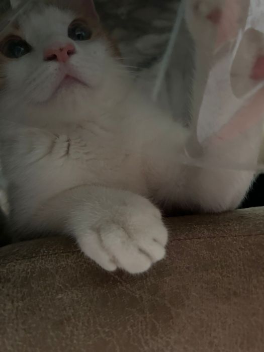 Отдам даром Котика