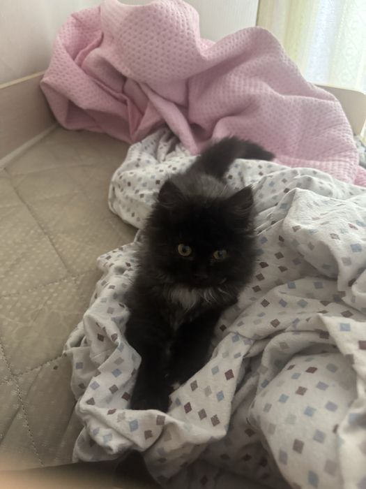 Бесплатно,девочка