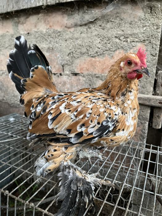 Vand cocosi mii de flori