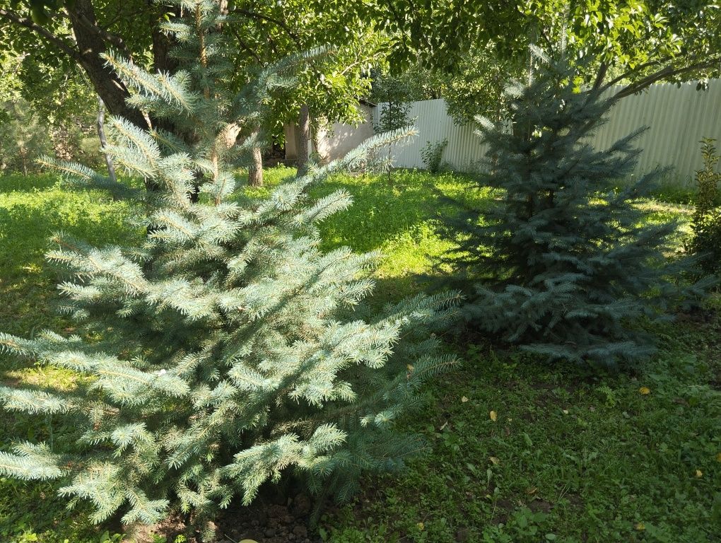 Продается ели и сосны