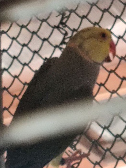 Papagal Micul Alexandru