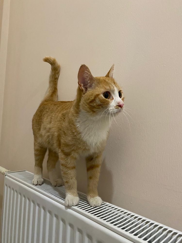Ласковый красивый рыжий котик ищет дом кот
