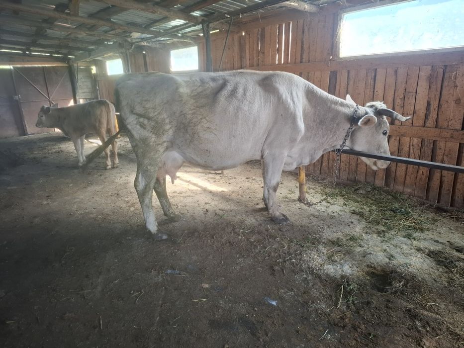 Vând vaca fatata