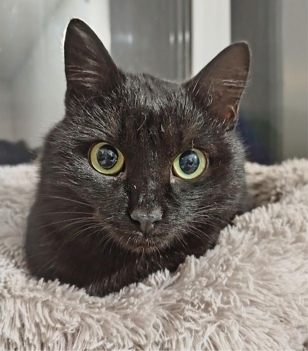 Ласковый Кот Уголёк ищет дом!