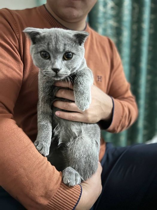 Скотиш Фолд 6 ойлик