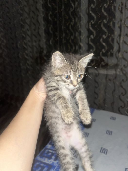 Отдам котят мальчиков
