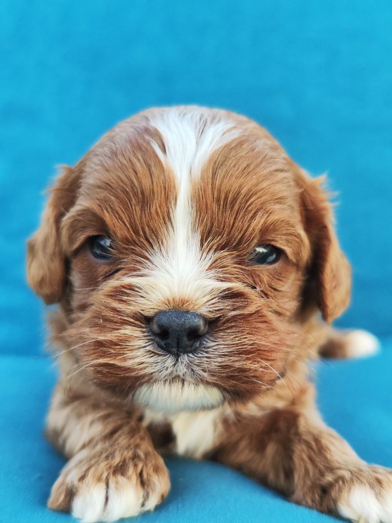 Той Кавапу- Cavapoo/ Той пудел и Кавалер Кинг Чарлз шпаньол