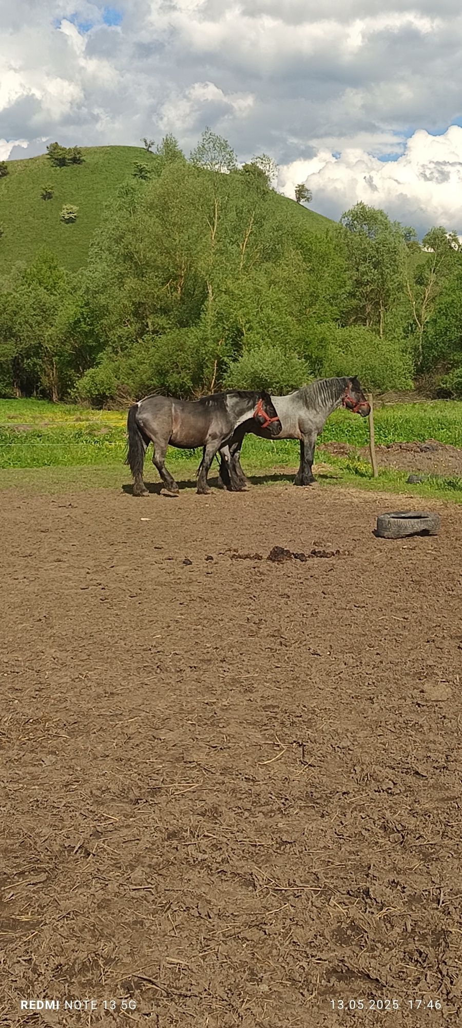 Vând doi mânji frați