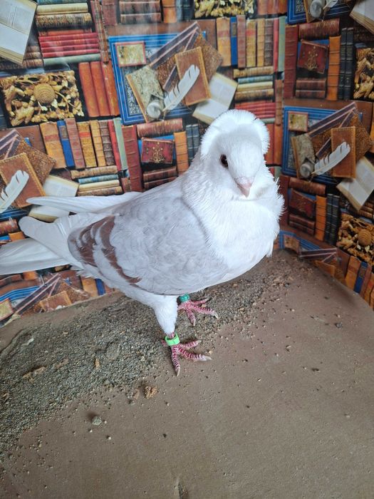 Porumbei pescăruș german tip vechi