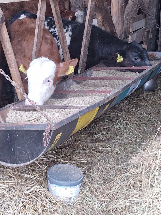 Vând vițea bălțată