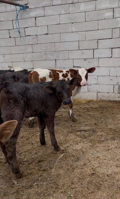 Vând viței de rasă bună