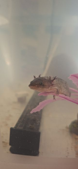 pui Axolotl doar in Focsani!