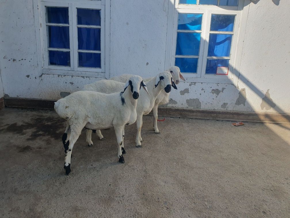 3ta qoraquloq sifat qo'chqorla sotiladi Shofirkonda