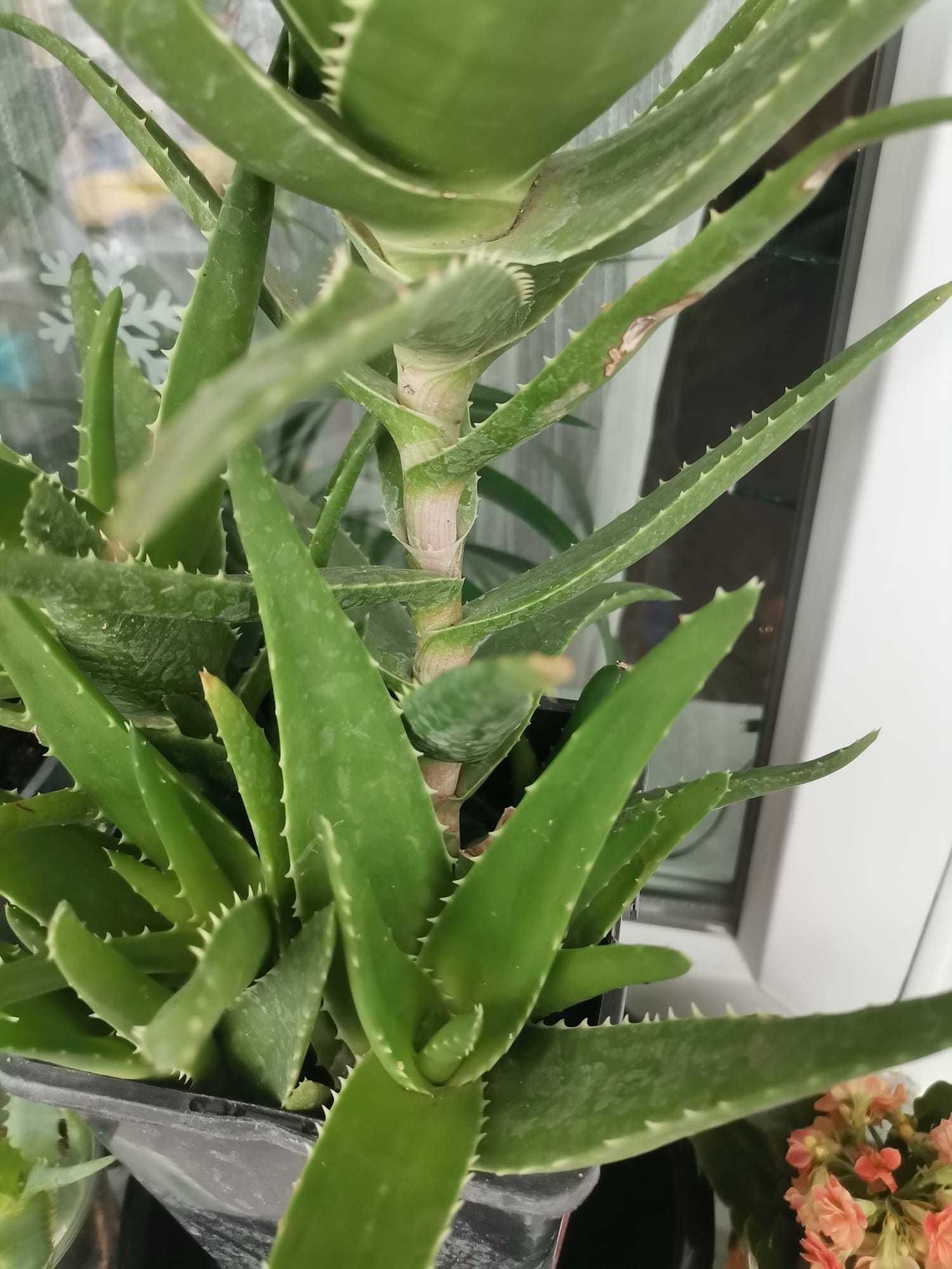 Aloe  Vera - pui