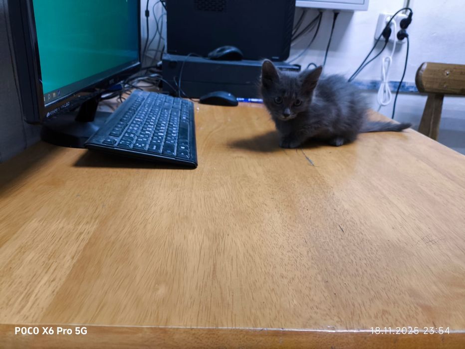 Отдам      котят