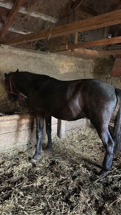 Vând manji (de preferat toti odată)