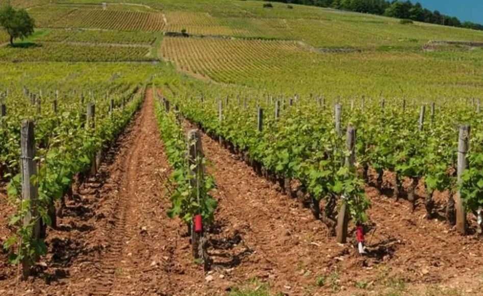 Butasi vita de vie  pomi fructiferi columnari 50+25 gratis