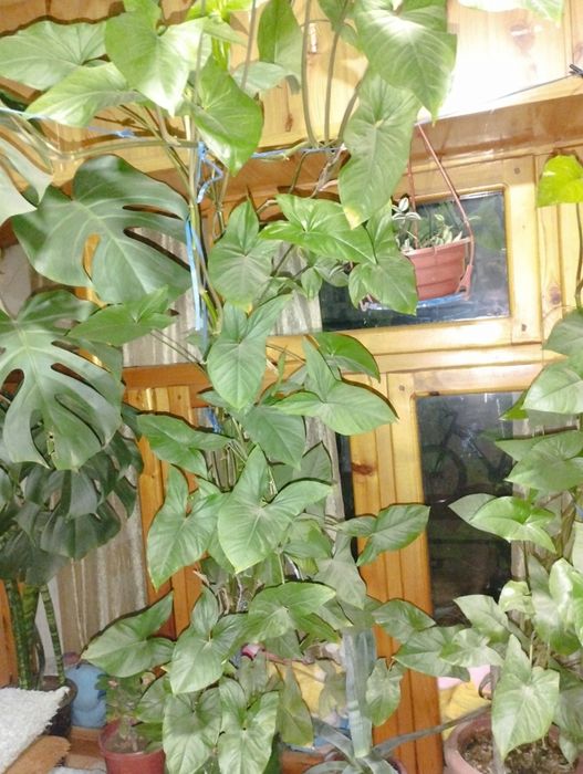 Продаются домашние цветы