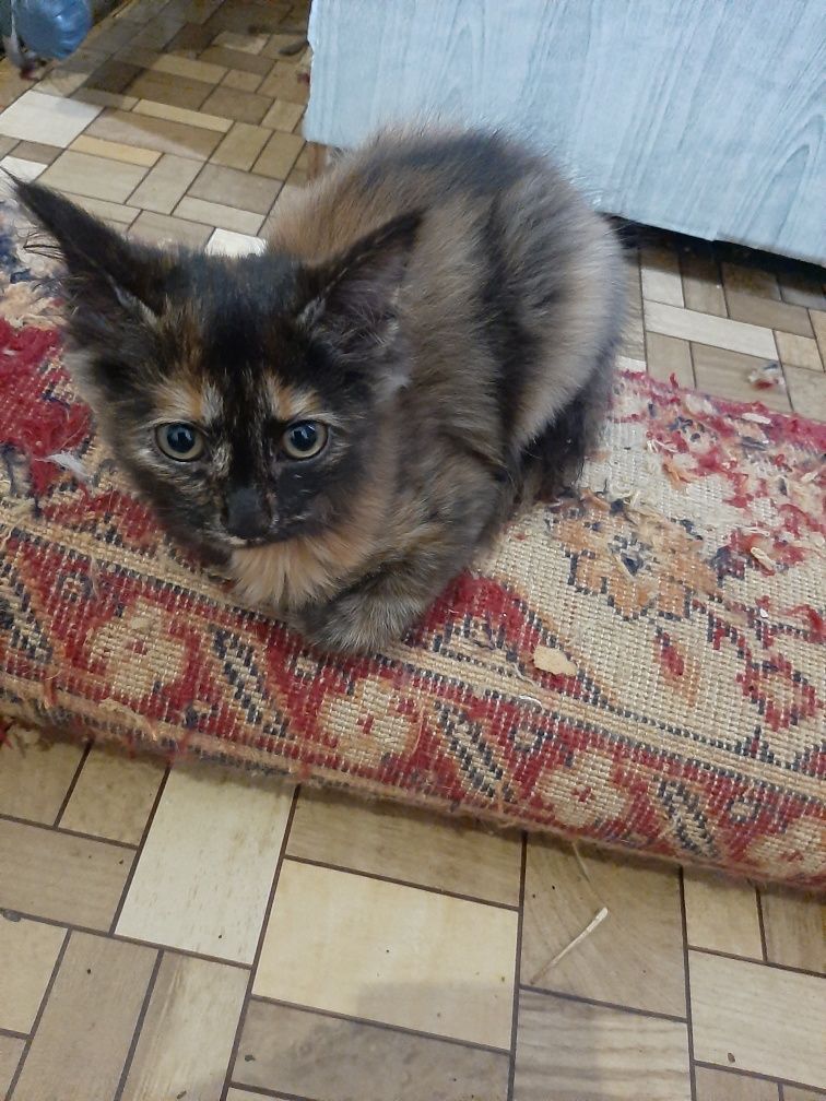 Котята 4 возраст двоим 3.5 месяца и ещё двоим 2 месяца