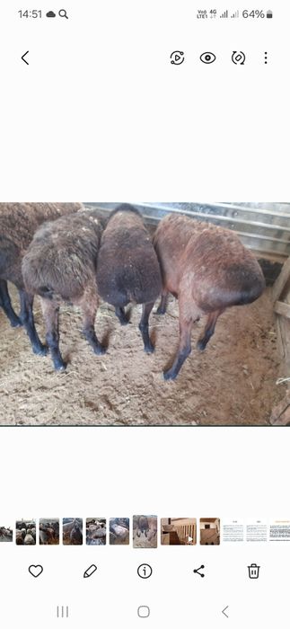 Кои токты бар багылган