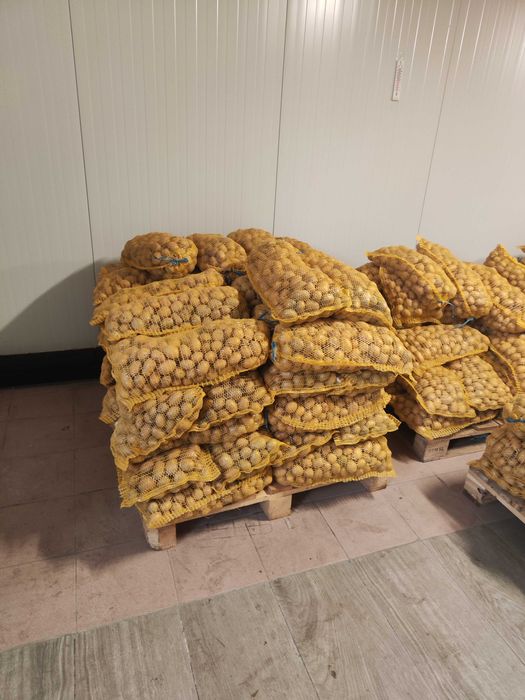 Картофи за семе Агата клас Б