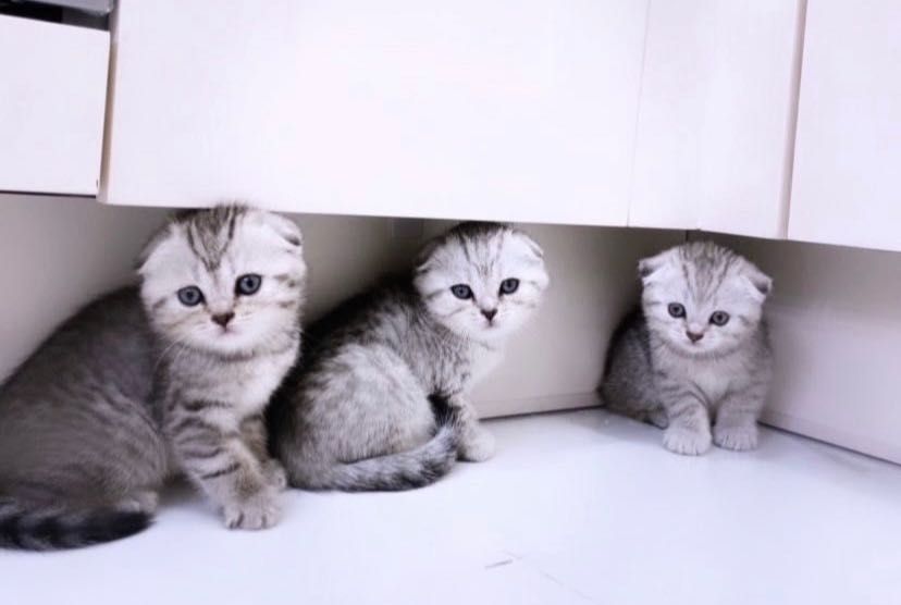 Вислоухие Серебристые Котята