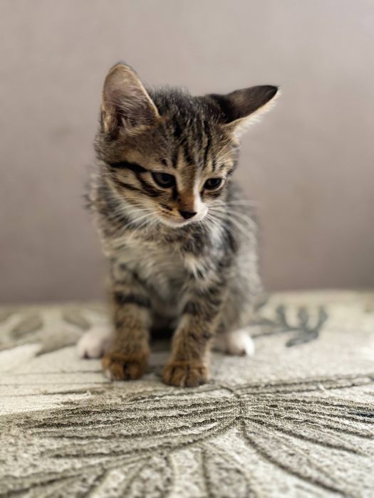 Отдам котенка в добрые руки.