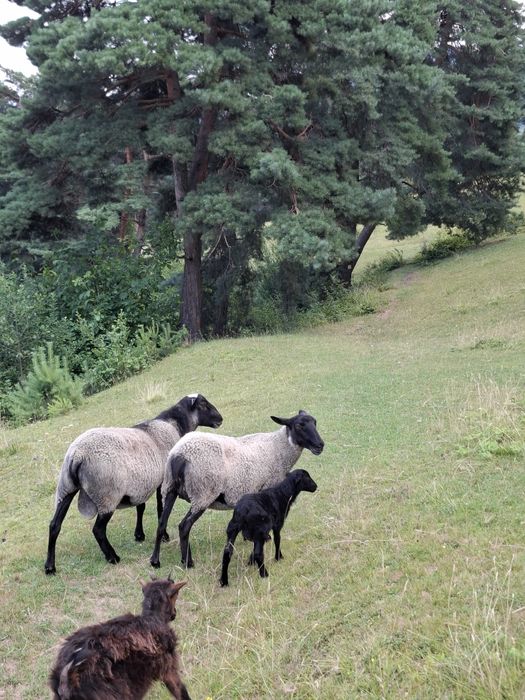 Vand o familie de oi romanov