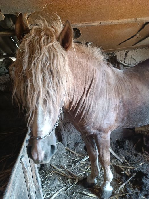 Armăsar de vînzare