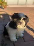 Cățel Shih-Tzu Mini Toy Rasa Pura