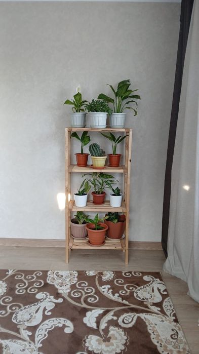 Комнатные цветы от 1500