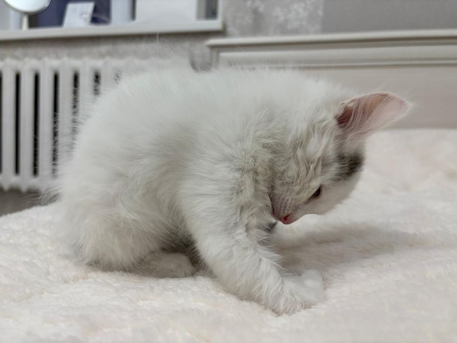 Два котенка девочки