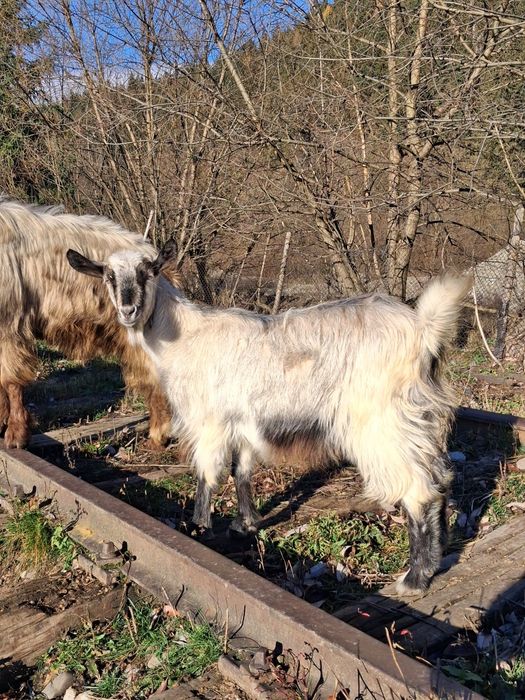 Vând un tap de 2 ani si 2 iedute