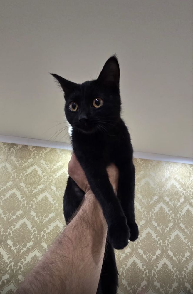 Ласковая кошечка, ищет дом