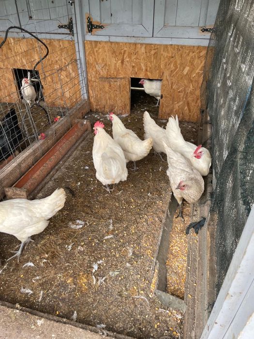 Vand gaini rasa, incetare activitate ferma.