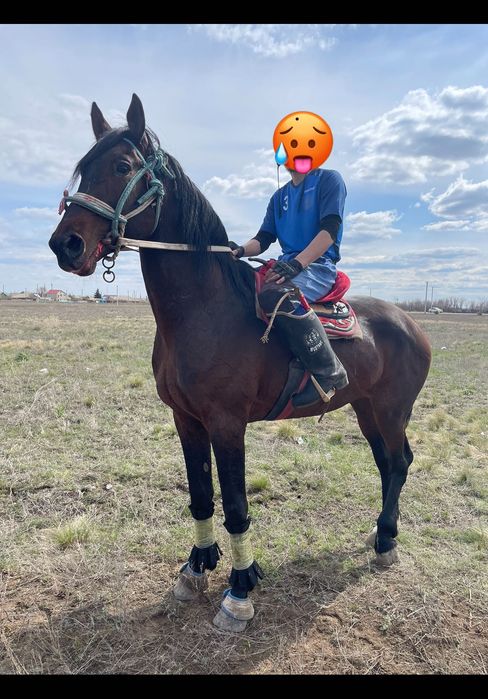 Орловский рысак жеребец