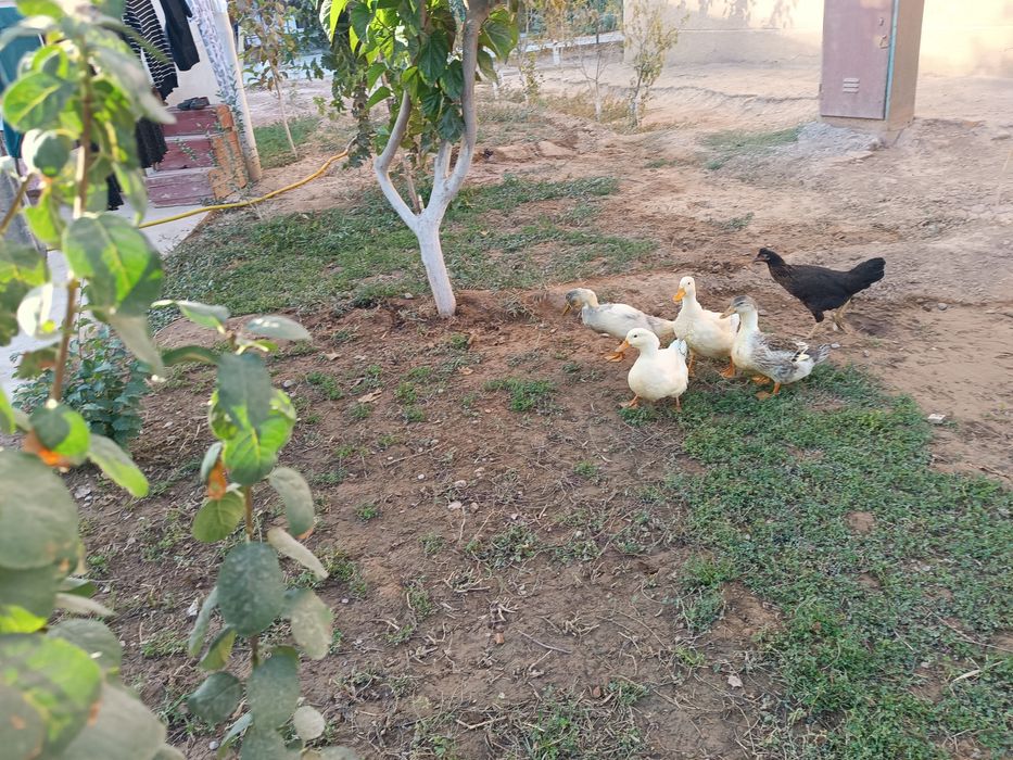 Oʻrdakni sotmoq choman