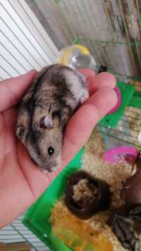 Donez hamsterii o pereche