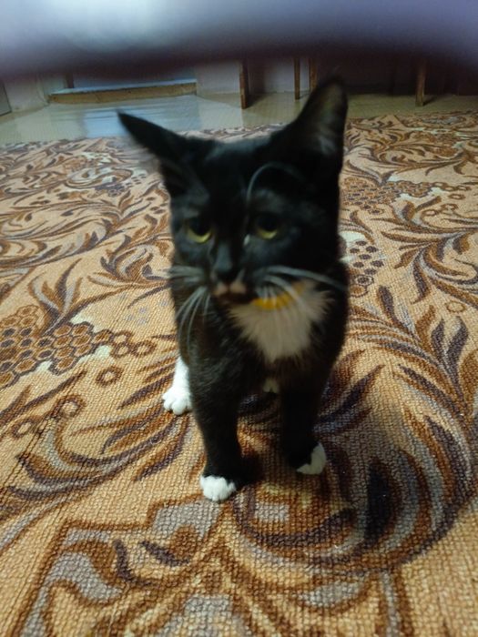 Отдам даром в добрые ручки