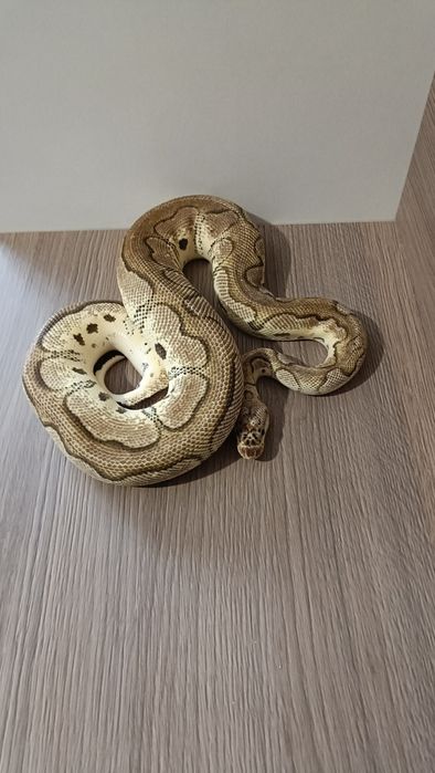 Piton regal pastel clown