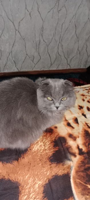 Продаётся котёнок Scottish Fold