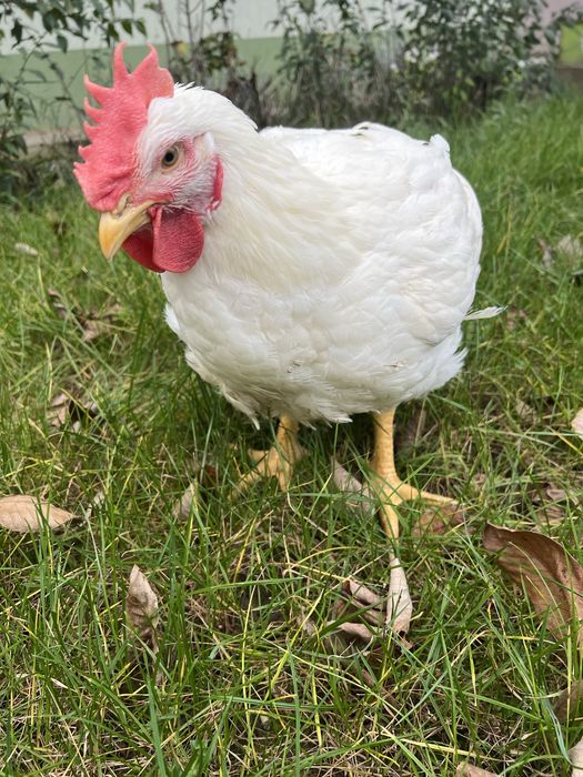 Pui de carne crescuti natural-livrare la domiciliu