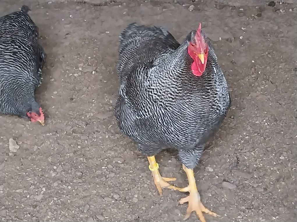 Vând ouă pentru incubat rasa Plymouth rock barat!