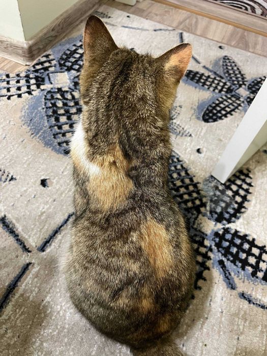 Ищем хозяев: найдена кошка (Лабзак)