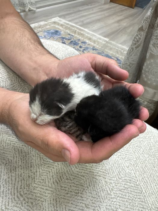 Отдадим в добрые руки трёх недавно родившихся котят.