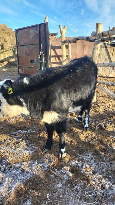 Ұрғашы баспақ семіз сыйыр